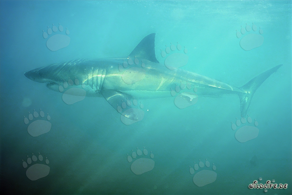 Weißer Hai schwimmt bei geringer Sicht in der Shark Alley