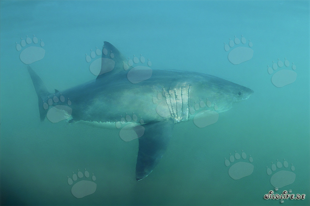 Un majestueux Grand Requin Blanc au large des côtes d'Afrique du Sud