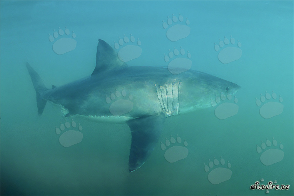 A majestic Great White Shark off the coast of South Africa