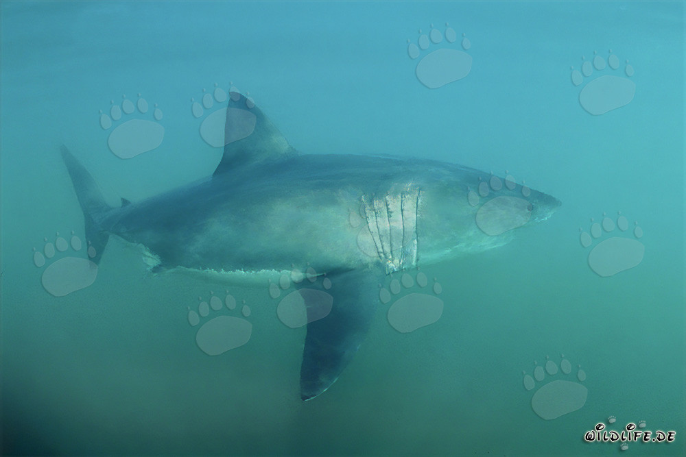 Uno maestoso Squalo Bianco al largo delle coste del Sudafrica