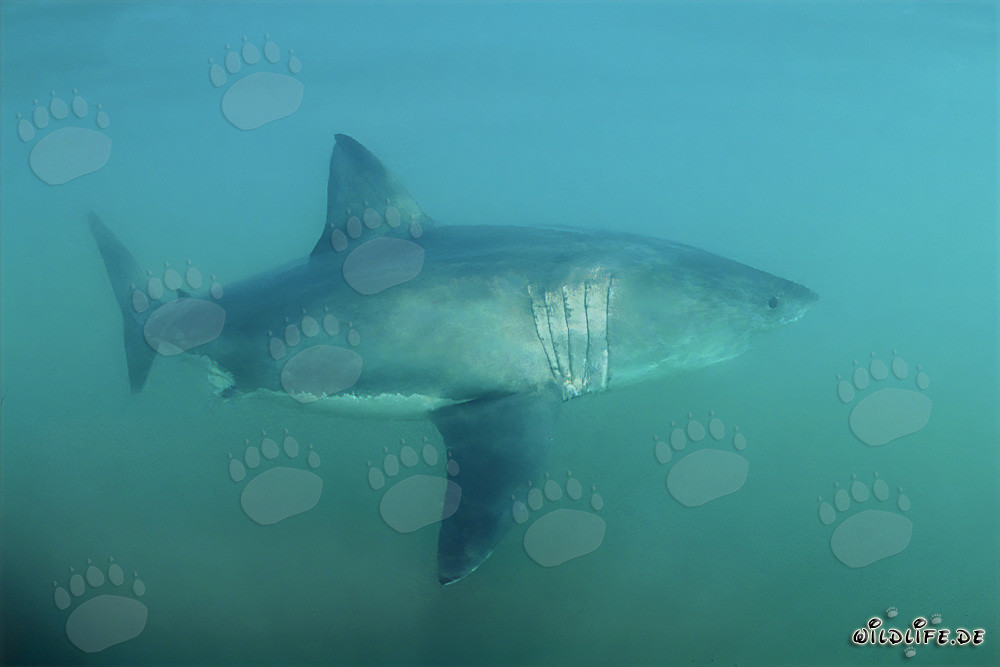 Un majestuoso Tiburón Blanco frente a la costa de Sudáfrica