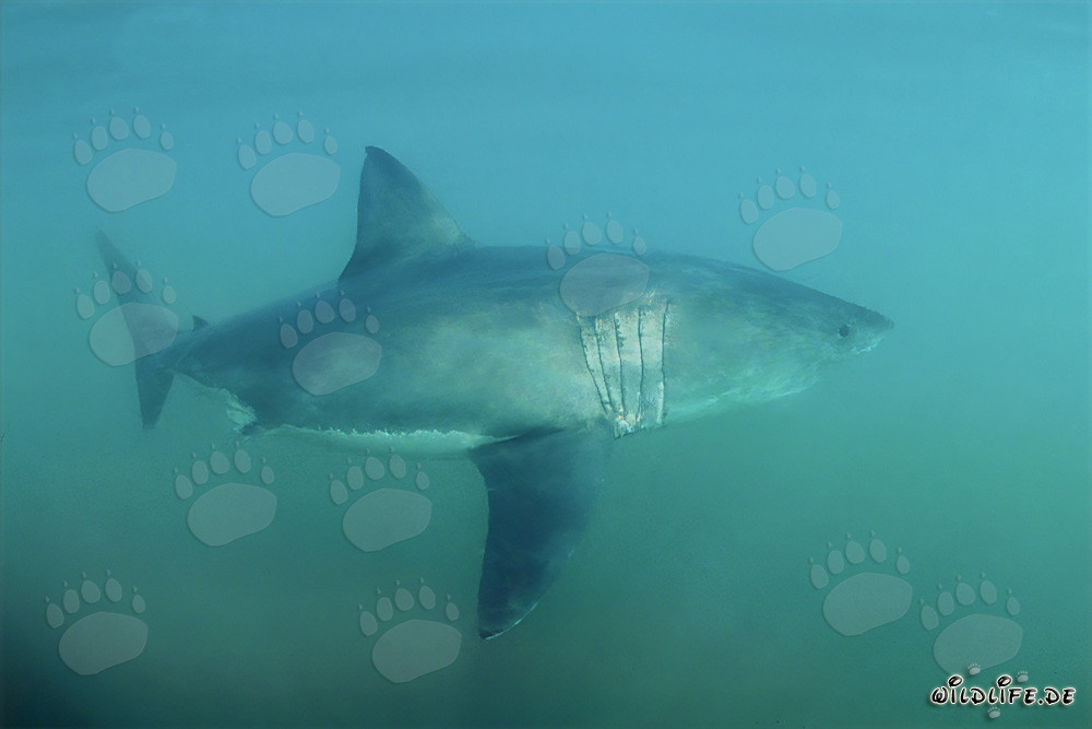 Ein majestätischer Weißer Hai vor der Küste Südafrikas