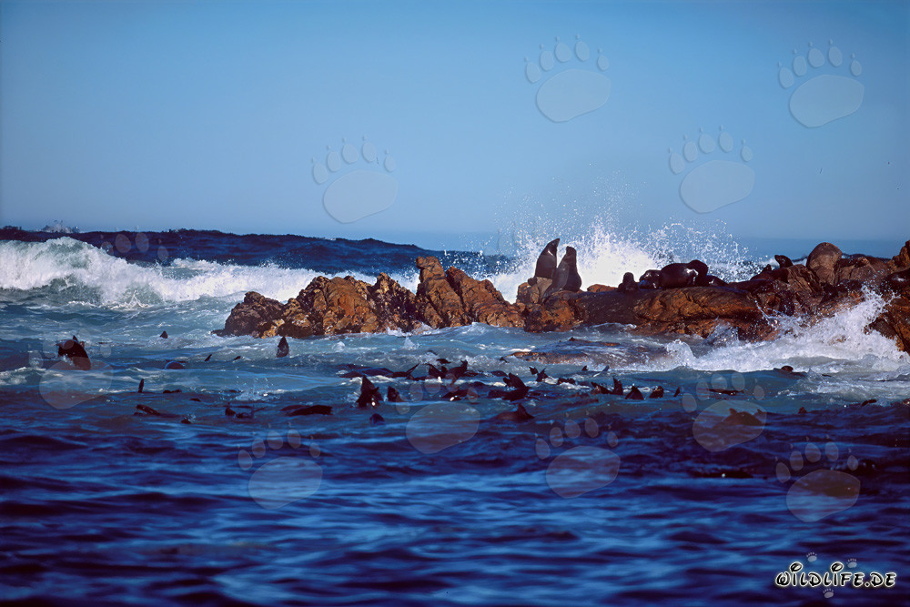 South African fur seals in the roaring surf