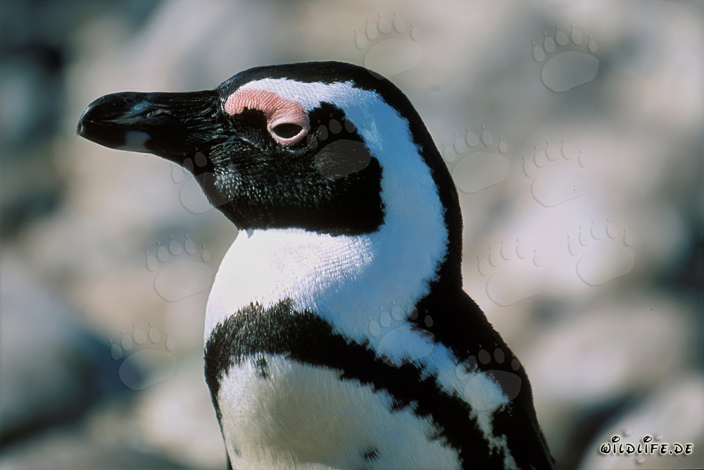 Brillenpinguin (Spheniscus demersus)