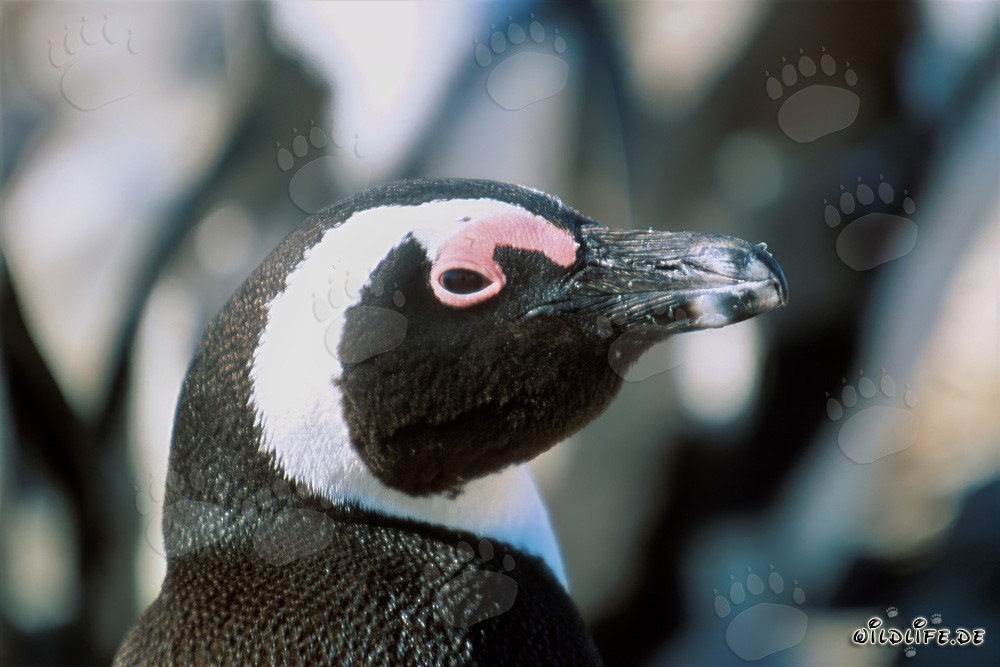Ritratto affascinante di un pinguino del Capo sull'isola di Dyer, Sudafrica