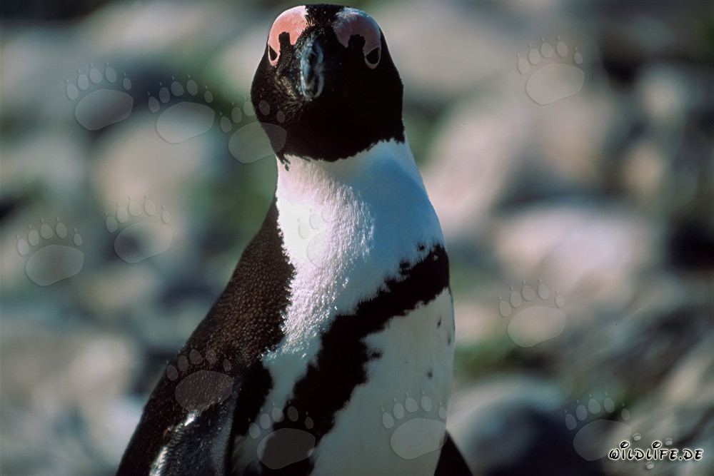 African Penguin (Spheniscus demersus) on the protected Dyer Island in South Africa