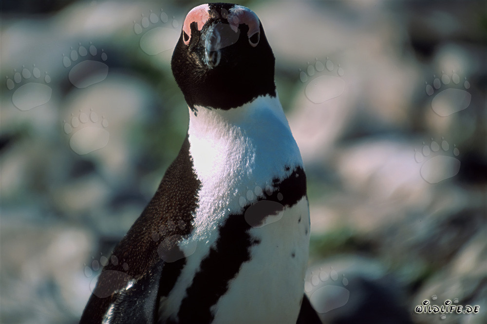 Brillenpinguin (Spheniscus demersus) auf der geschützten Dyer Island in Südafrika