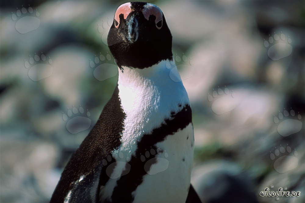 Pinguino del Capo (Spheniscus demersus) sull'isola protetta di Dyer in Sudafrica