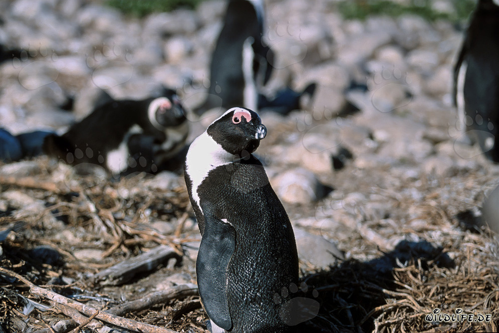 African Penguin (Spheniscus demersus) on Dyer Island, South Africa