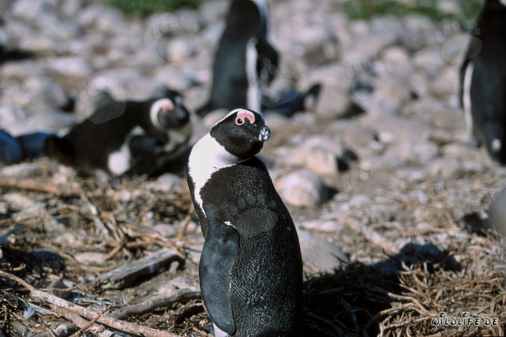 Brillenpinguin (Spheniscus demersus) auf Dyer Island, Südafrika