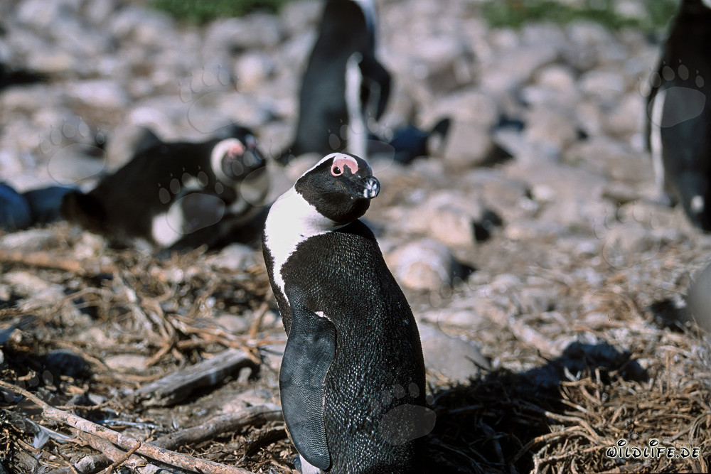 Penguin à lunettes (Spheniscus demersus) sur l'île de Dyer, Afrique du Sud