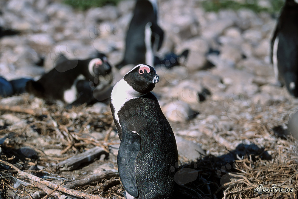 Pinguino dagli occhiali (Spheniscus demersus) sull'Isola di Dyer, Sudafrica