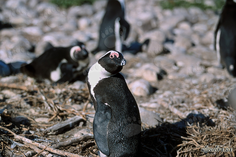 Pingüino de anteojos (Spheniscus demersus) en la Isla de Dyer, Sudáfrica