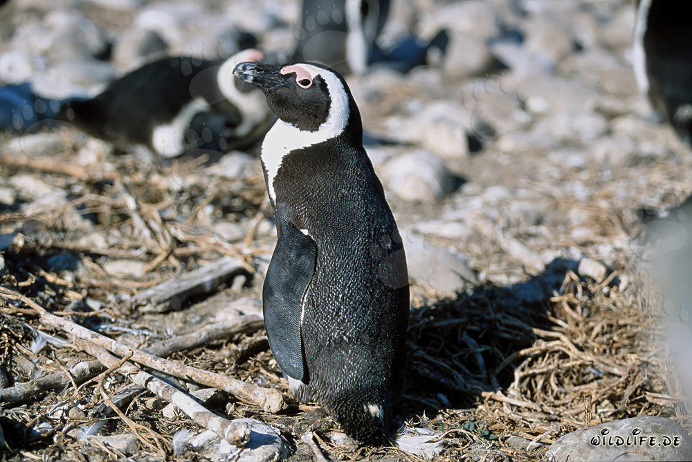 African penguin (Spheniscus demersus) on Dyer Island, South Africa