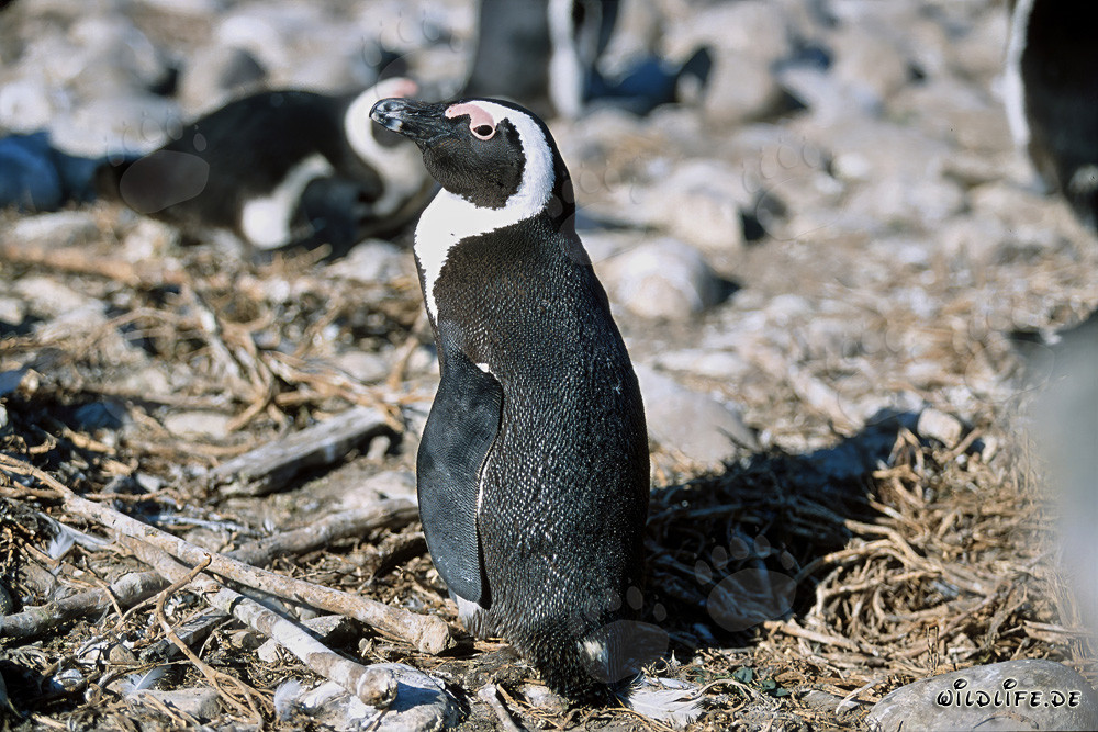 Brillenpinguin (Spheniscus demersus) auf Dyer Island, Südafrika