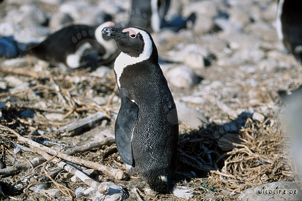 Pingouin du Cap (Spheniscus demersus) sur l'île de Dyer, Afrique du Sud