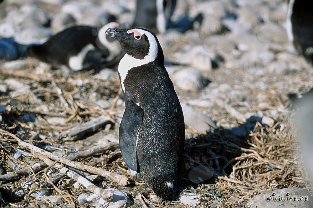 Pingüino de El Cabo (Spheniscus demersus) en la Isla de Dyer, Sudáfrica