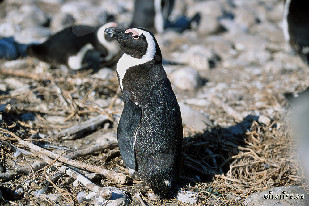 Pinguino del Capo (Spheniscus demersus) sull'Isola di Dyer, Sudafrica