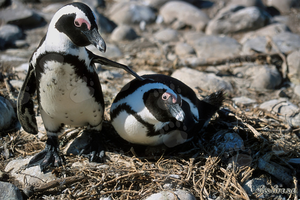 African Penguin on Dyer Island, Western Cape, South Africa