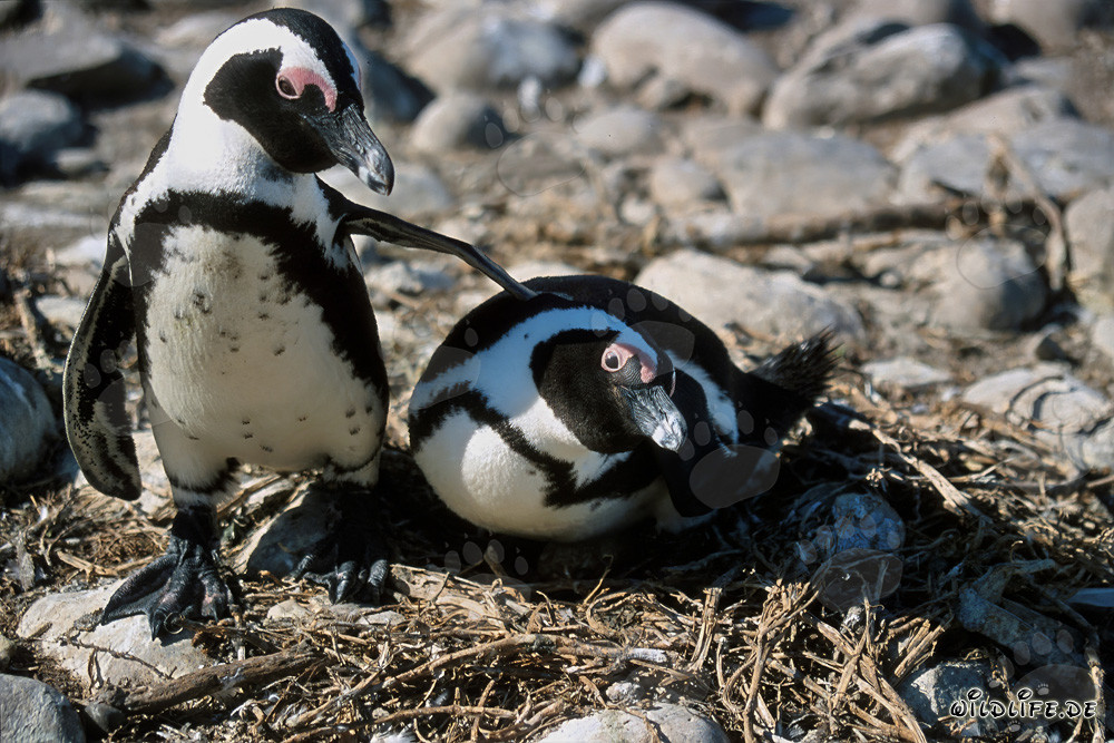 Pingüino de El Cabo en la isla de Dyer, Cabo Occidental, Sudáfrica