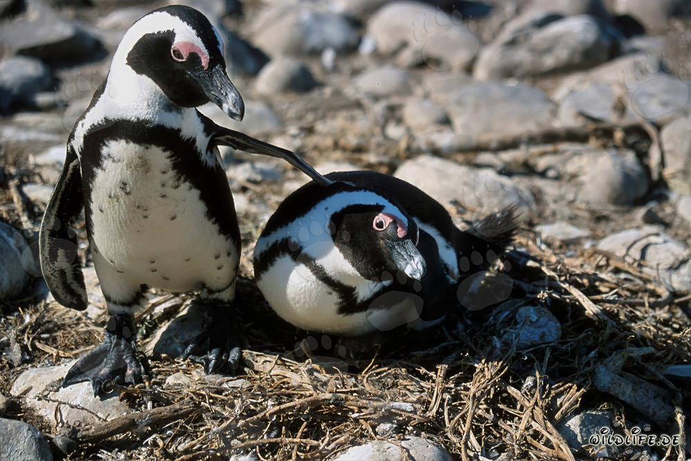 Pinguino del Capo sull'isola di Dyer, Capo Occidentale, Sudafrica