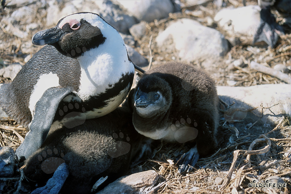 Pingüino de anteojos con cría en la protegida Isla Dyer en Sudáfrica