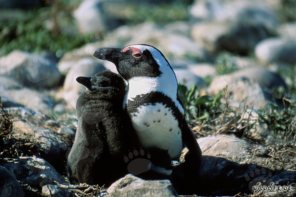 African Penguin with juvenile on Dyer Island in South Africa