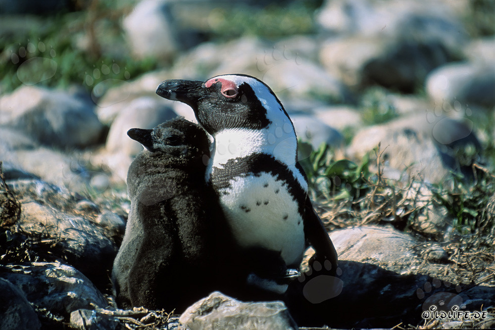 Brillenpinguin mit Jungtier auf Dyer Island in Südafrika