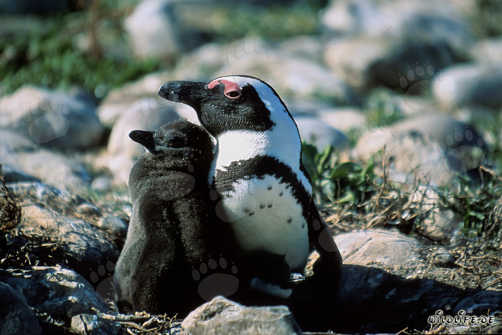 Pingouin à lunettes avec son petit sur l'île de Dyer en Afrique du Sud