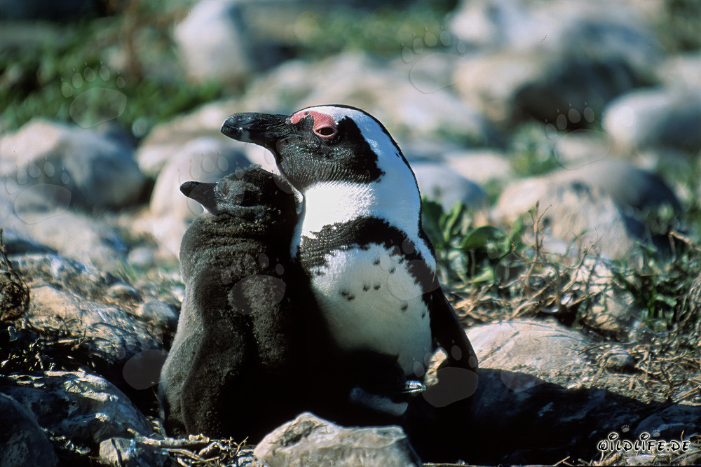 Pinguino con cucciolo sull'Isola Dyer in Sudafrica