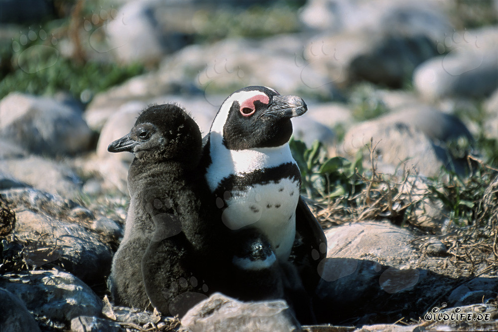 Pinguin à lunettes avec un adulte