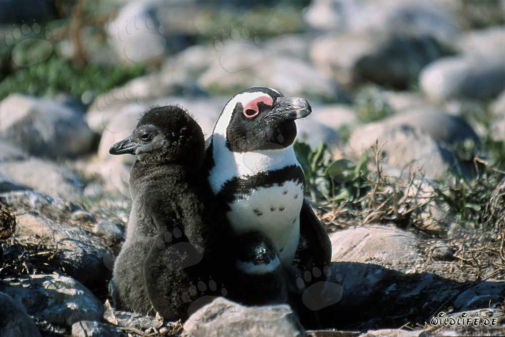 Pinguino con adulto