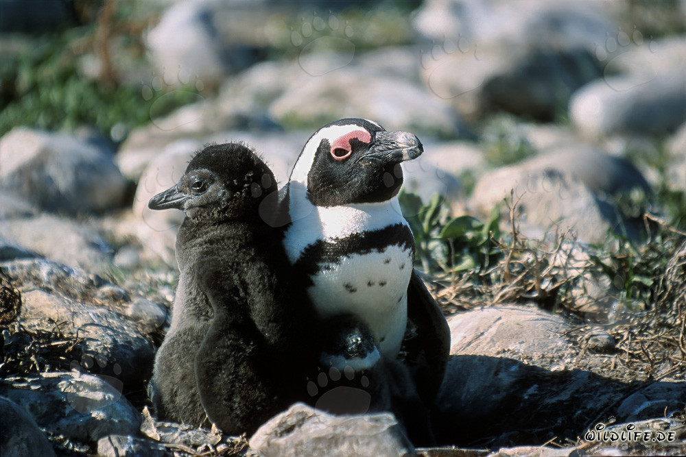 Pingüino de anteojos con adulto
