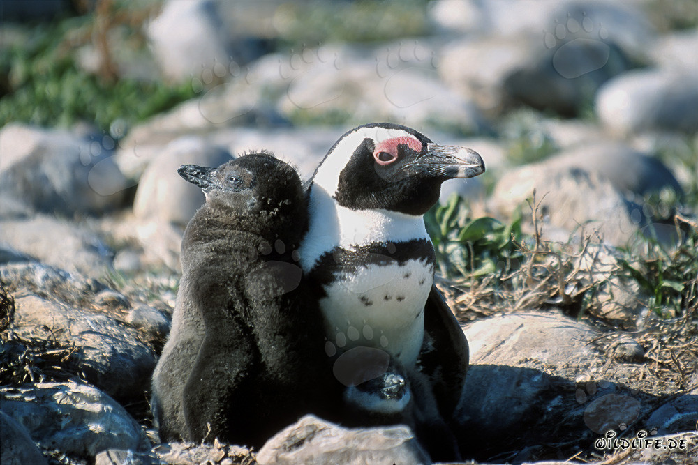 Black-footed Penguin Chick and Adult Penguin on Dyer Island, South Africa