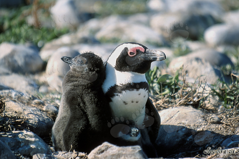 Pingüino de anteojos y adulto en la isla Dyer en Sudáfrica