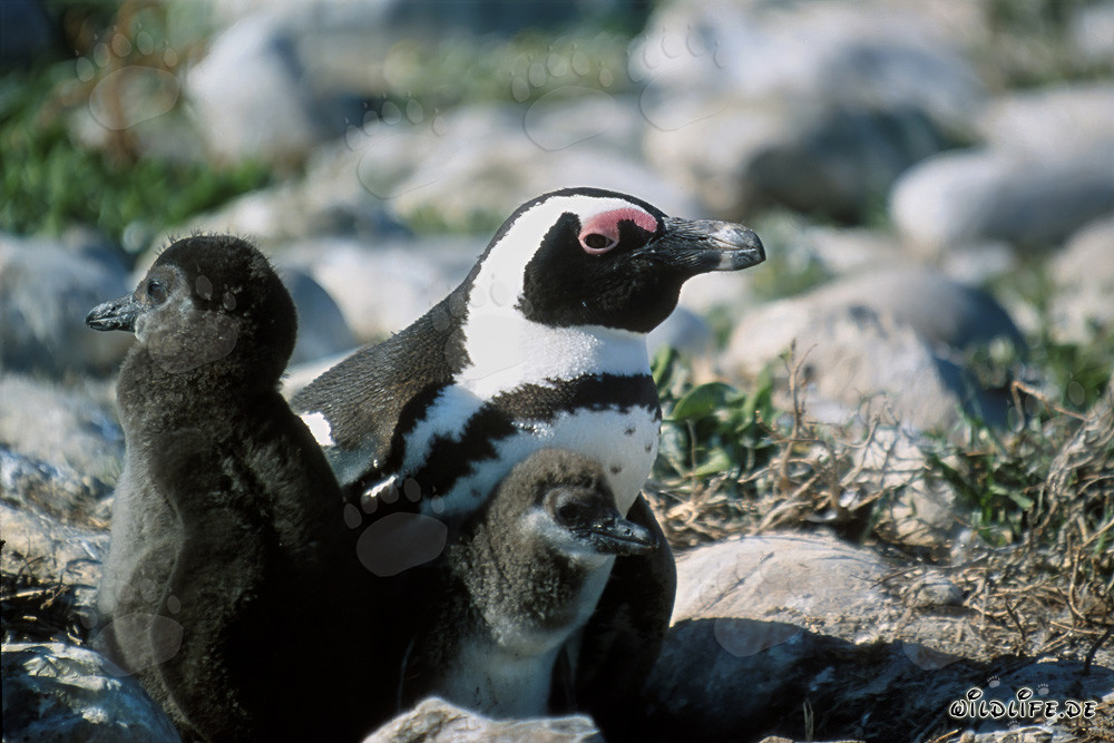Brillenpinguin mit zwei Kueken auf Dyer Island, Suedafrika