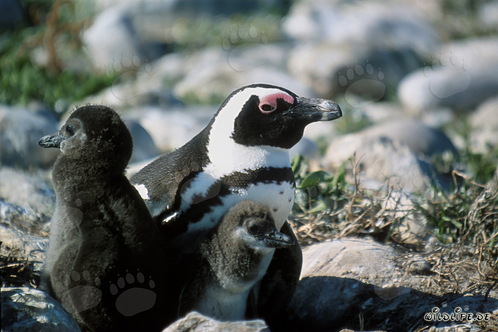 Pingüino de anteojos con dos polluelos en la Isla Dyer, Sudáfrica