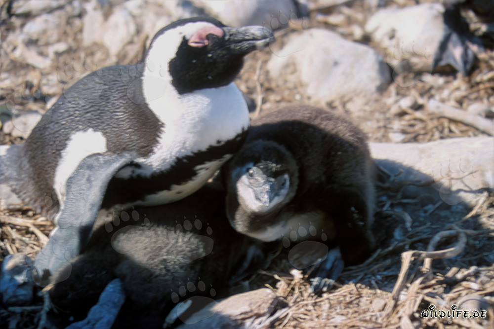 Adult African Penguin with young Penguin