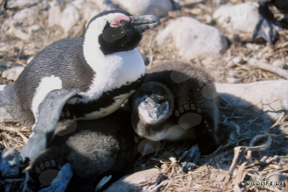 Pingouin à lunettes avec un jeune pingouin à lunettes
