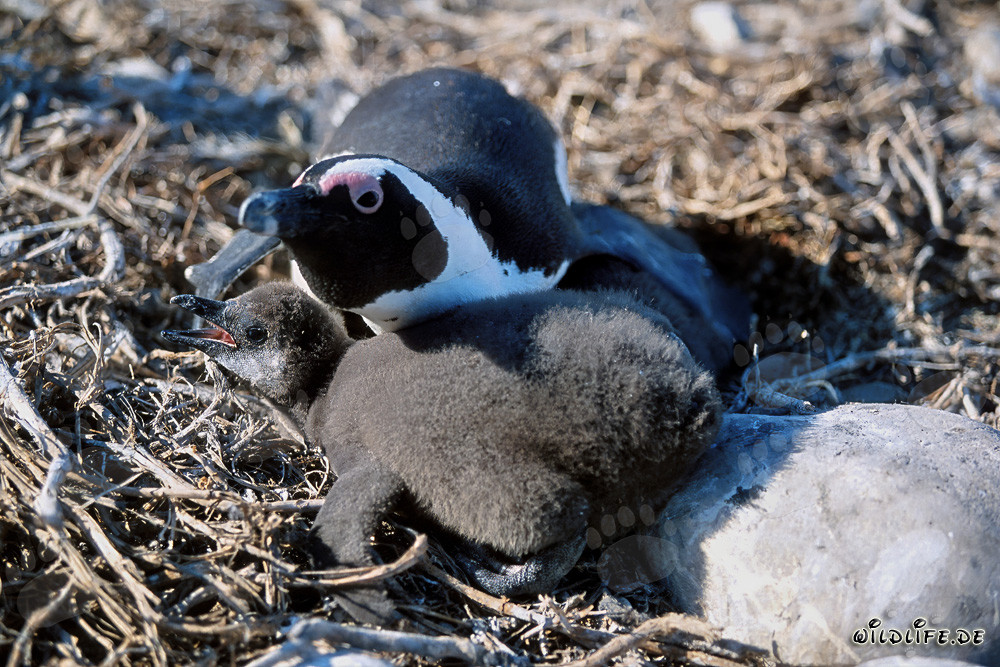 Young African Penguin and adult Penguin on Dyer Island, South Africa