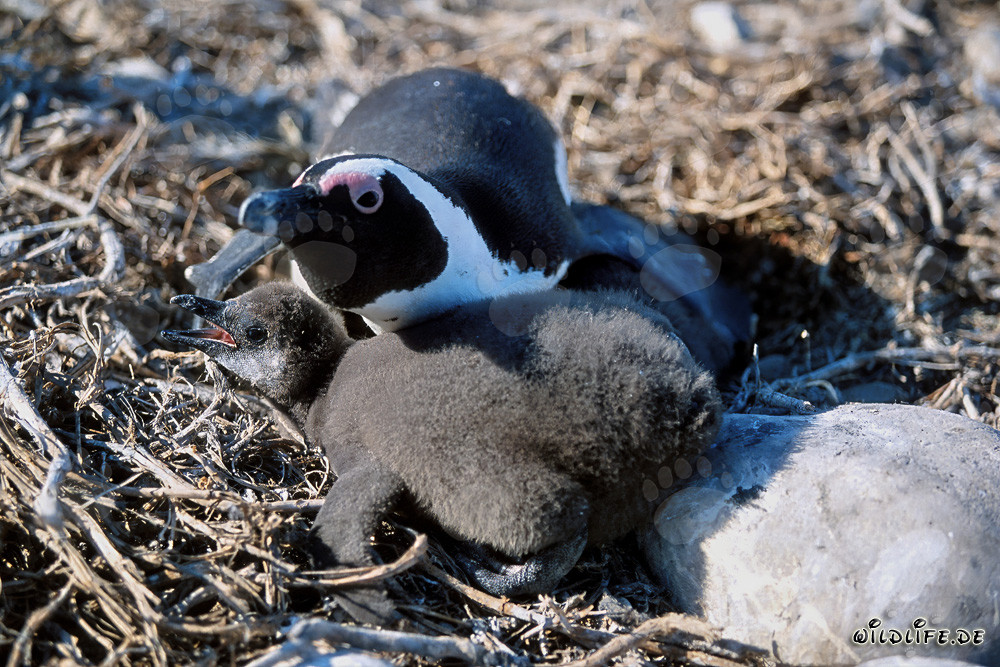 Pingüino de anteojos joven y pingüino adulto en la Isla Dyer, Sudáfrica