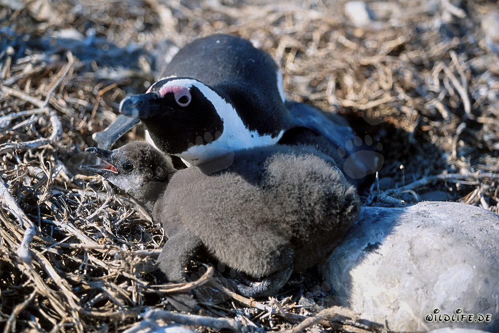 Giovane pinguino con occhiali e pinguino adulto sull'Isola Dyer, Sudafrica