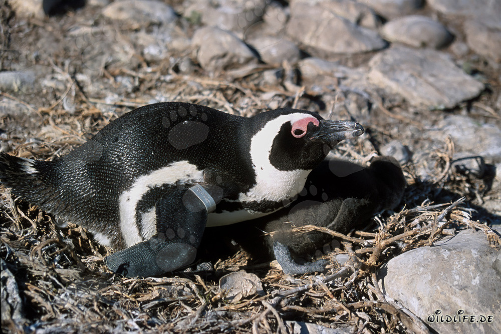 Brillenpinguin mit Jungtier auf Dyer Island, Südafrika