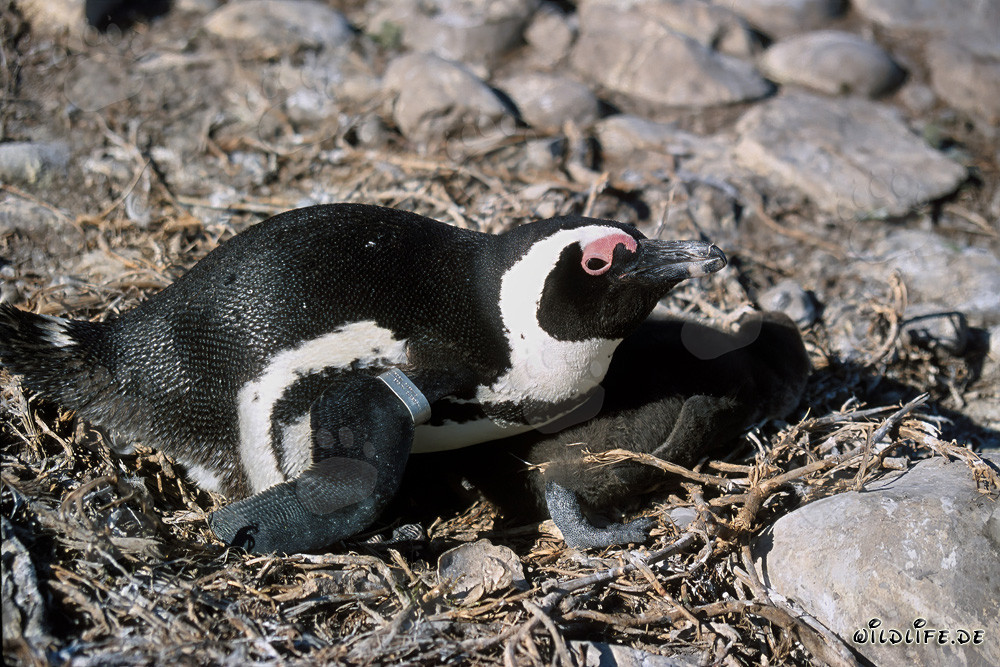 Pinguino dal becco arancio con cucciolo sull'Isola di Dyer, Sudafrica