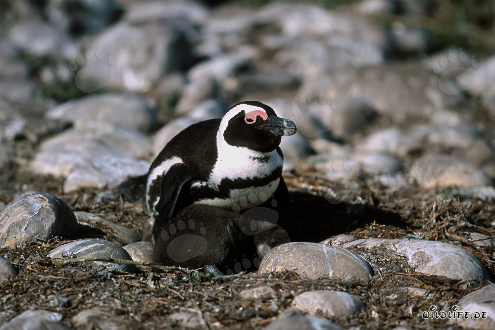 Brillenpinguin mit Jungvogel auf Dyer Island in Südafrika