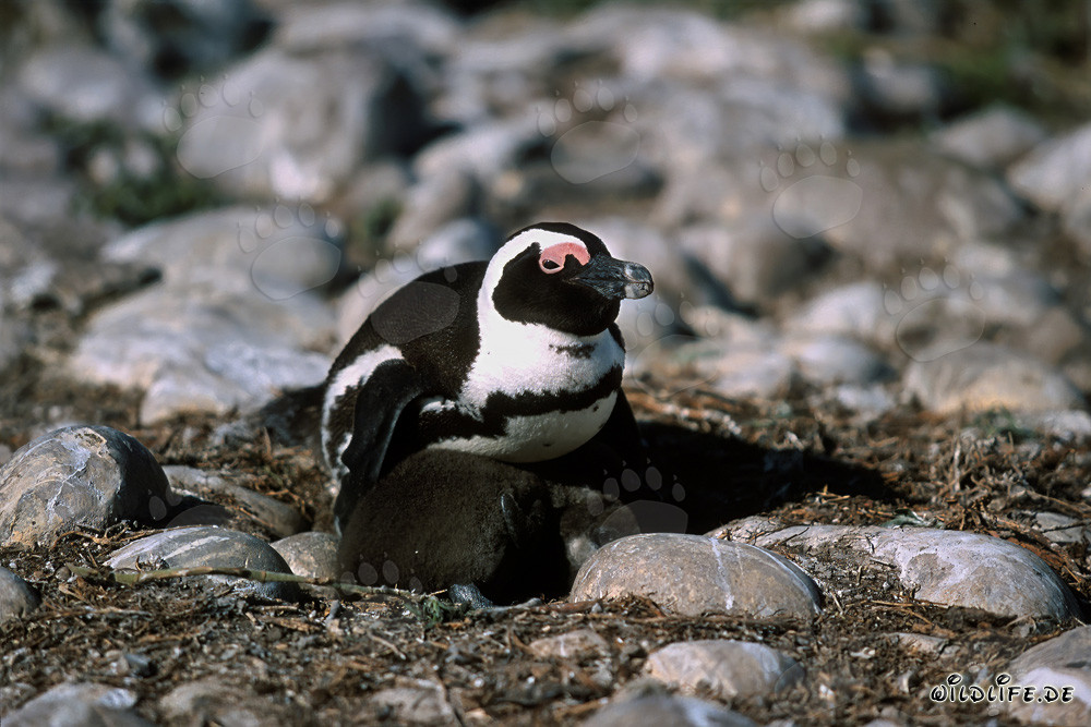 Pingüino de El Cabo con cría en la Isla Dyer en Sudáfrica