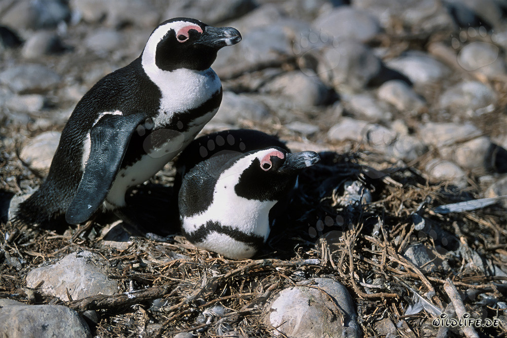 Visit to Dyer Island: African Penguin (Spheniscus demersus)