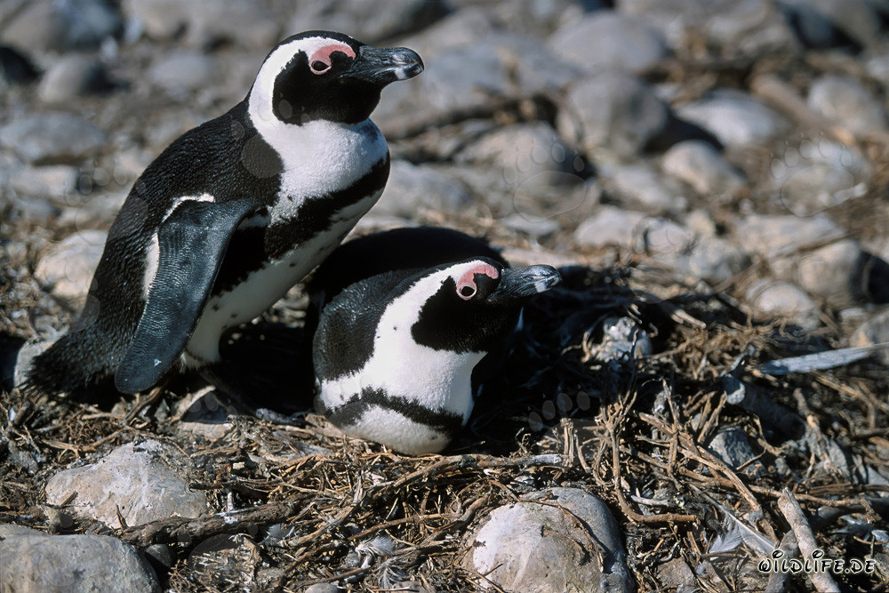 Besuch auf Dyer Island: Brillenpinguine (Spheniscus demersus)