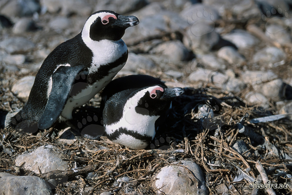 Visite sur l'île de Dyer : Manchots du Cap (Spheniscus demersus)