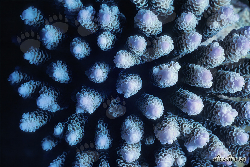 Beautiful Stony Coral in the Waters of the Maldives